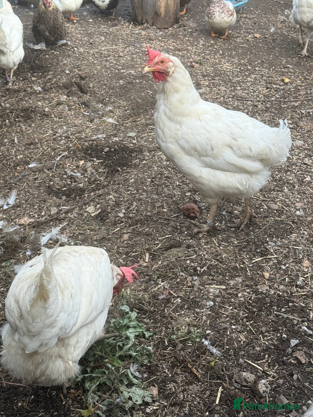 Chickens poultry for sale: Blue egg layers (leghorn crosses)  - Image 3