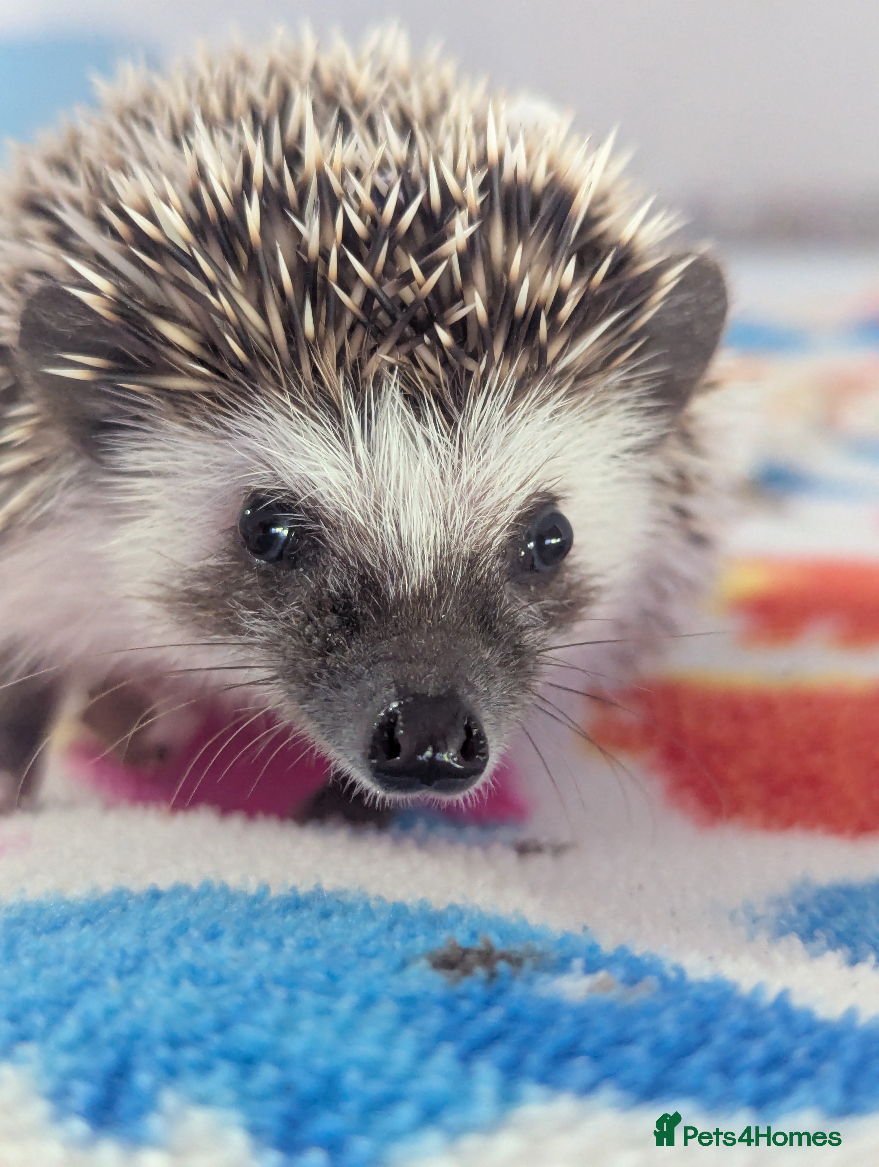 Pygmy Hedgehog rodents Beautiful Baby Hoglets/Ready Now - Advert 3