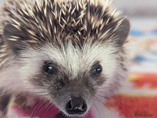 Pygmy Hedgehog rodents Beautiful Baby Hoglets/Ready Now - Advert 3