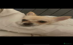 Chihuahua dogs for sale: Male long haired chihuahua  - Image 4