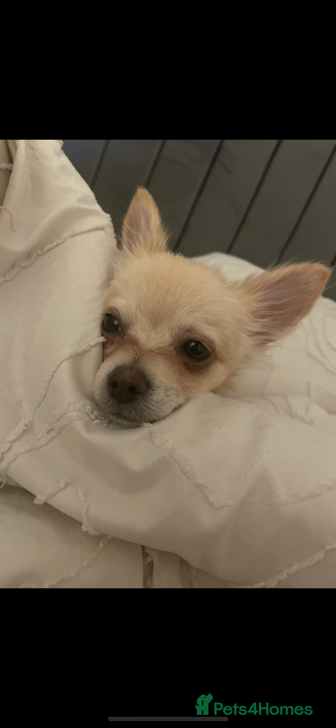 Chihuahua dogs for sale: Male long haired chihuahua  - Image 4