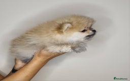 Pomeranian dogs for sale: CHAMPION BLOODLINE 3 female 1 male - Image 33