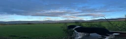 Border Collie dogs for sale: 2 border collie Pups- Ready to go now! - Advert 35