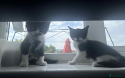 British Shorthair cats for sale: Litter of 6 kittens (3 left) - Image 10