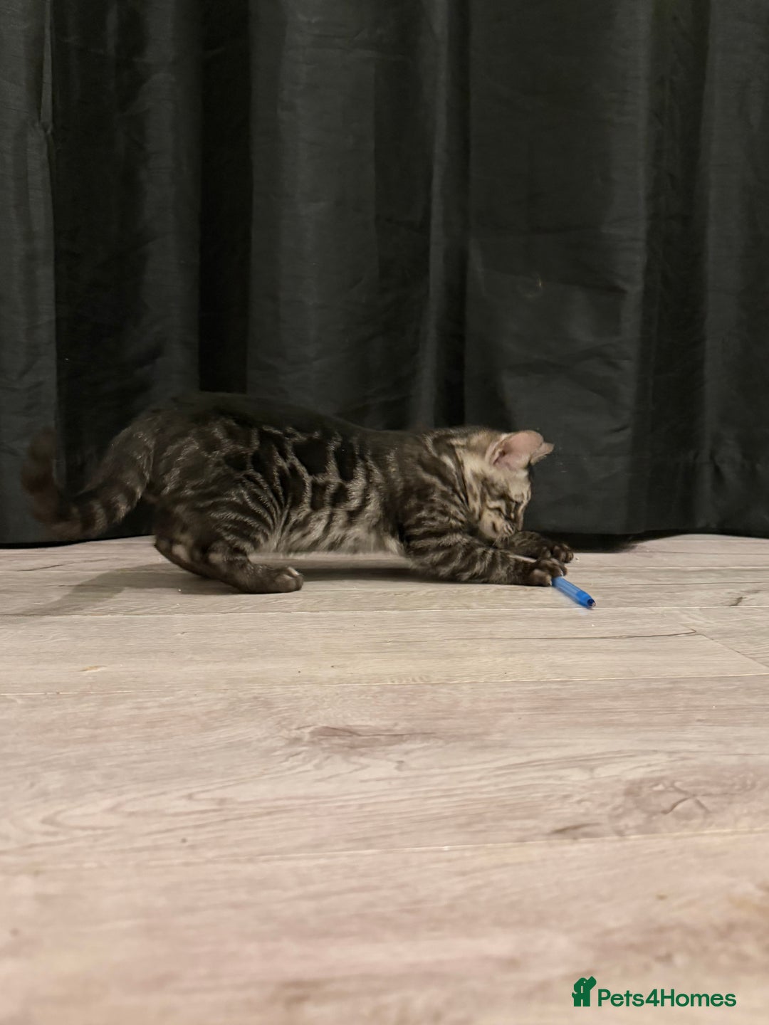 Bengal cats for sale: TICA registered pedigree Bengal Kittens - Advert 25