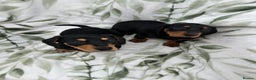 Dachshund dogs for sale: 2 Beautiful dachshunds left!!! - Advert 12