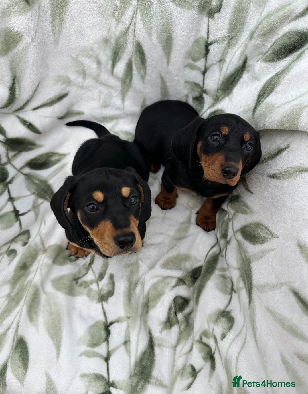 Dachshund dogs for sale: 2 Beautiful dachshunds left!!! - Advert 12