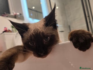 Mixed Breed cats Gorgeous spynx/ragdoll kitten for sale - Advert 1