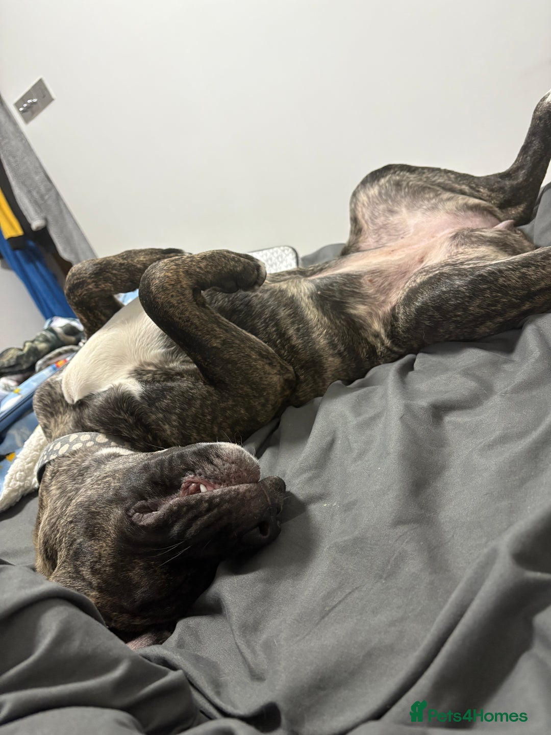 Mixed Breed dogs for sale: This is nova - Advert 15