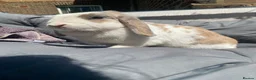 Mini Lop rabbits for sale: Mini lop rabbit in London - Advert 2