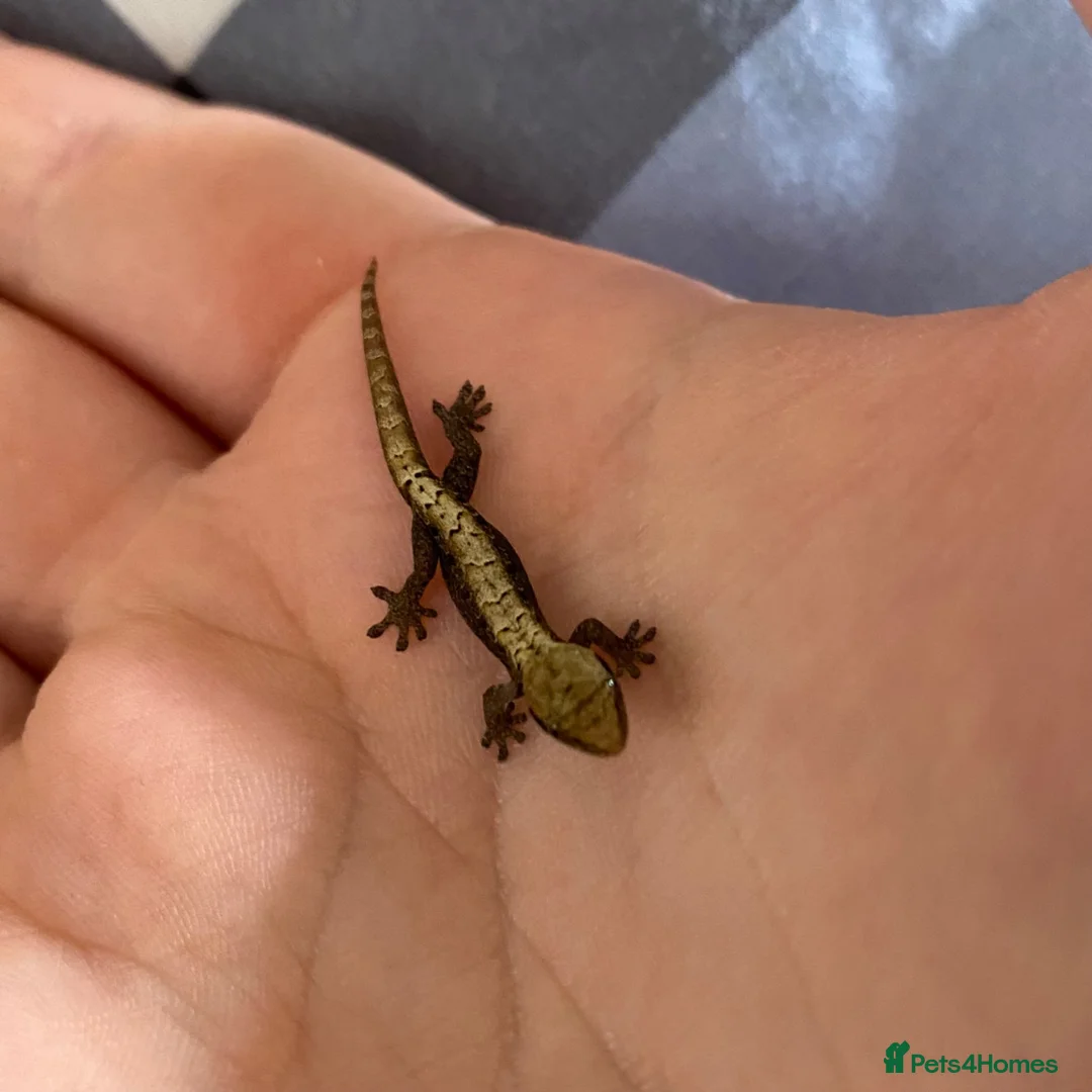 Gecko reptiles for sale: Mourning Geckos  in Stoke-on-Trent - Advert 2