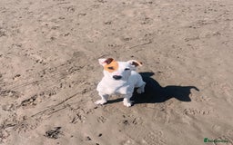 Jack Russell dogs for stud: Beautiful Jack Russell for Stud  - Image 16