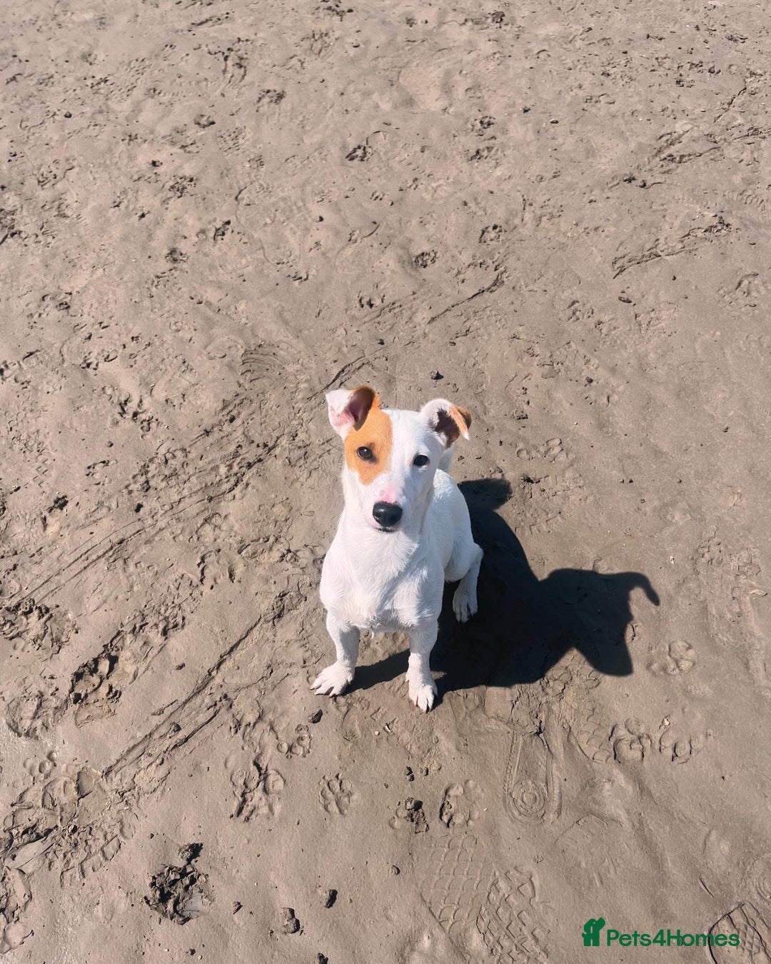 Jack Russell dogs for stud: Beautiful Jack Russell for Stud  - Image 16