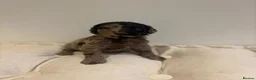 Cockapoo dogs for sale: Beautiful cockapoo puppy’s - Advert 22