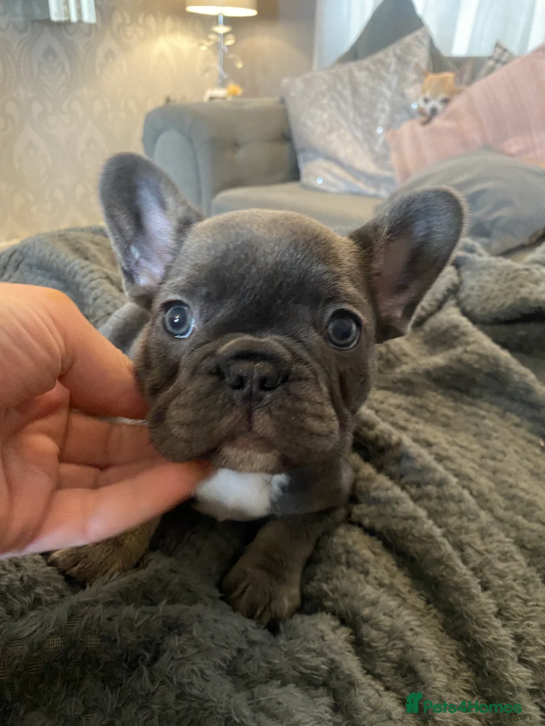 French Bulldog dogs for sale: Stunning chunky French bulldog pups  - Advert 8