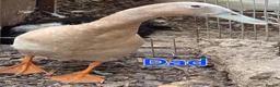Ducks poultry for sale: Pure breed SILVER RUNNER Ducklings - Advert 9