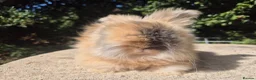 Angora rabbits for sale: 💙READY NOW-FULL FACE ANGORA BOY-PARENTS FROM🇫🇷 - Advert 4
