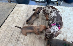 Mixed Breed dogs for sale: Minature Dacshund cross jack Russell  - Image 10