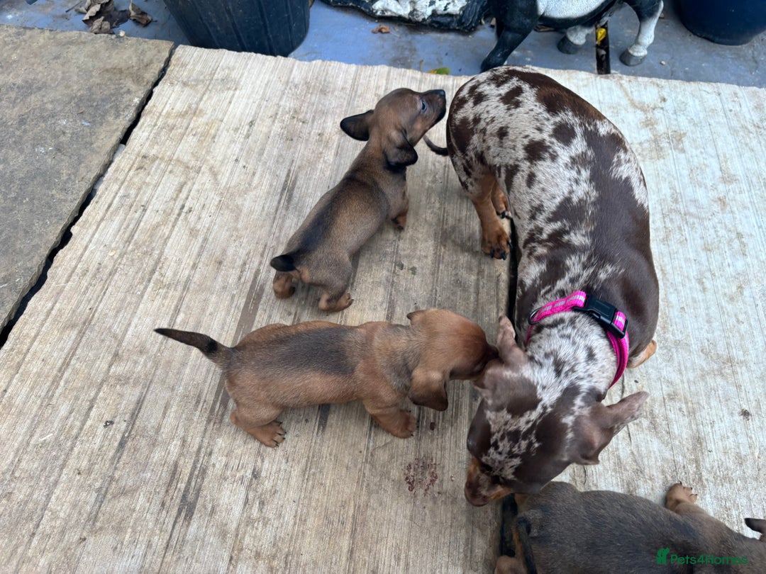 Mixed Breed dogs for sale: Minature Dacshund cross jack Russell  - Image 10