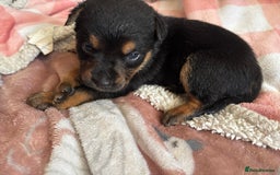 Mixed Breed dogs for sale: german shepard x old tyme bulldog  - Image 6