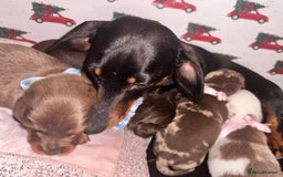 Dachshund dogs for sale: Dachshund  - Advert 2