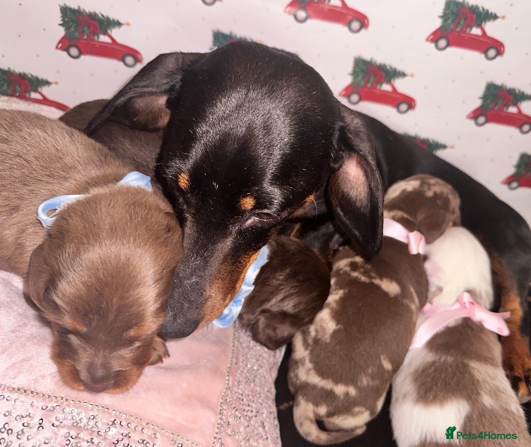 Dachshund dogs for sale: Dachshund  - Advert 2