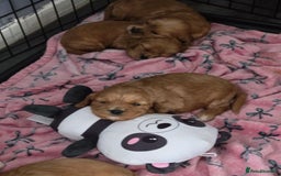 Cavapoo dogs for sale: F1 cavapoo - Image 2