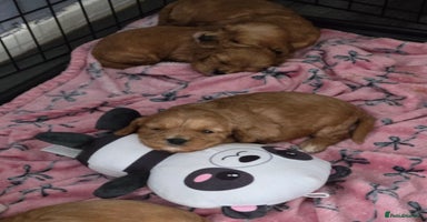 Cavapoo dogs - Advert 12