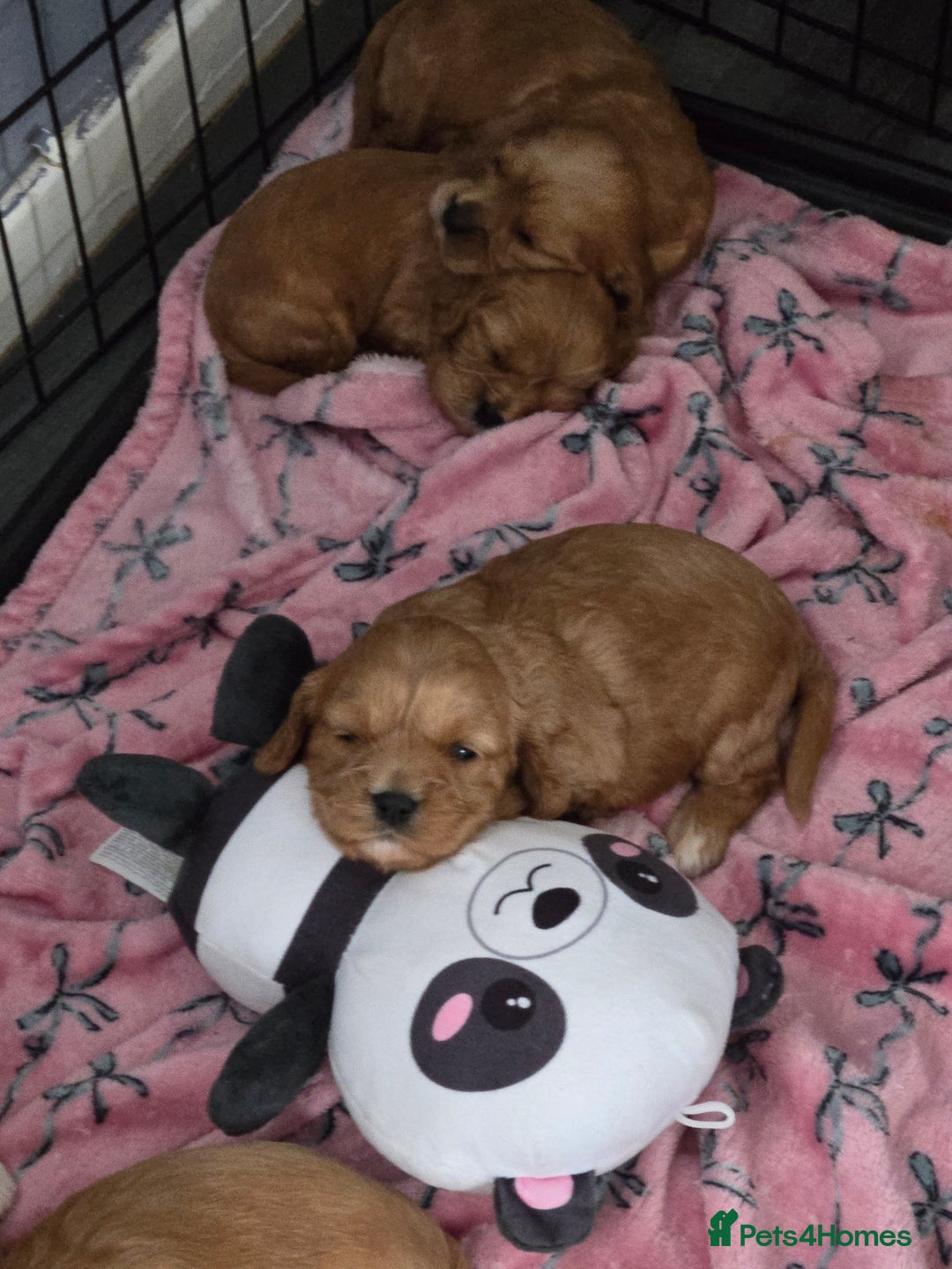 Cavapoo dogs for sale: F1 cavapoo - Image 2