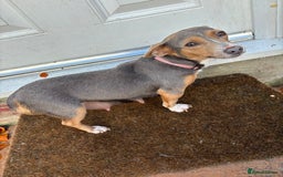 Jack Russell dogs for sale: Miniature Jack Russell’s   - Image 24