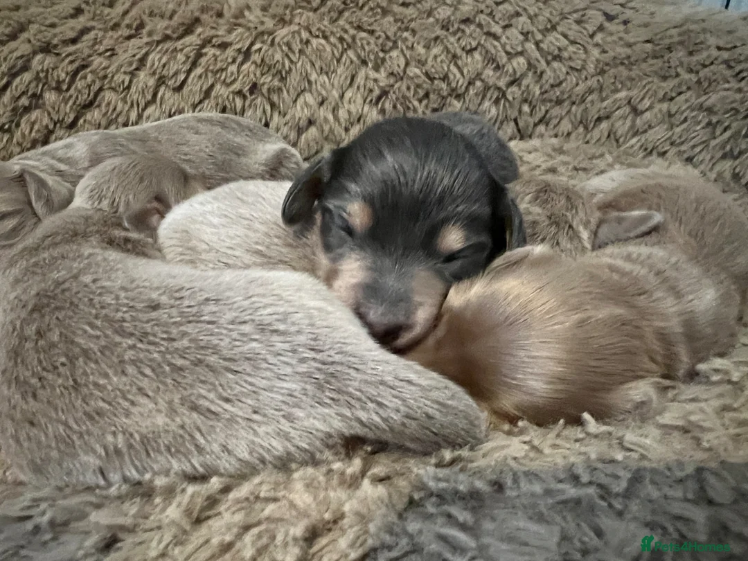 Miniature Dachshund dogs for sale: READY TO LEAVE unreal long hair KC stunning💙💕 - Advert 33