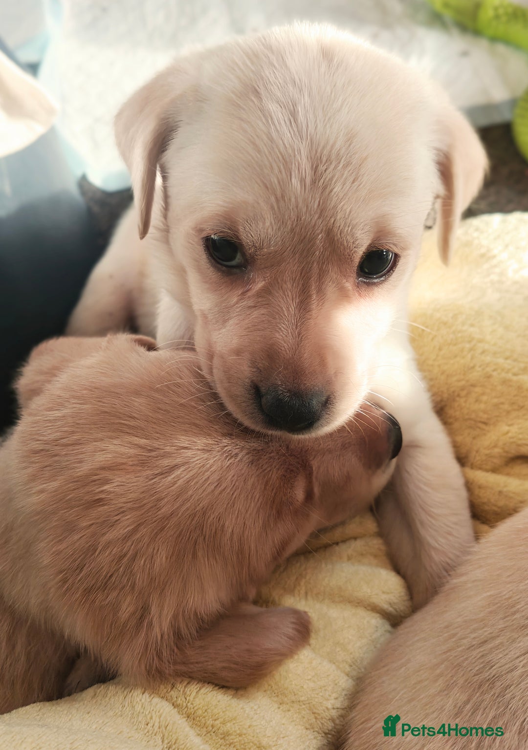 Labrador Retriever dogs for sale: Quality KC reg labs (Rare blue eyes!) - Advert 31