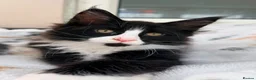 Maine Coon cats for sale: 1 Beautiful pedigree FEMALE Maine Coon kitten - Advert 6
