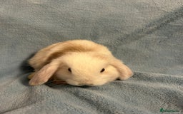 Mini Lop rabbits for sale: Mini Lop bunnies (3 Girls, 1 Boy) Ready to go - Image 12