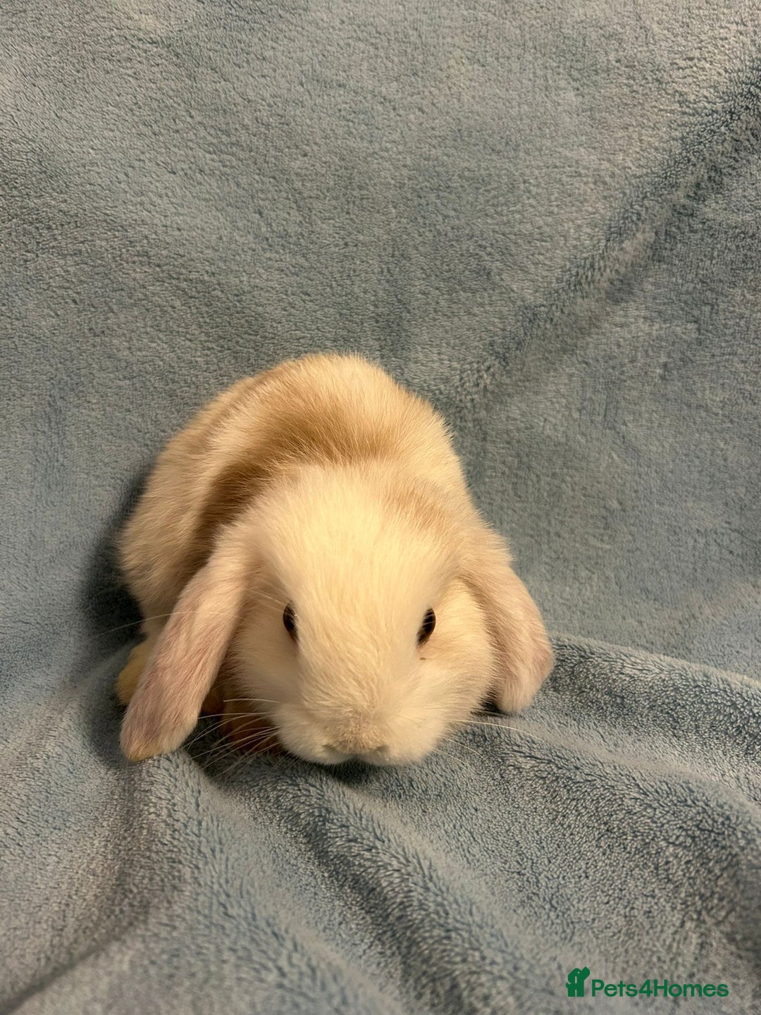 Mini Lop rabbits for sale: Mini Lop bunnies (3 Girls, 1 Boy) Ready to go - Image 12