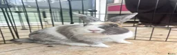Harlequin rabbits for sale: Harliquin female rabbit for sale  - Advert 2