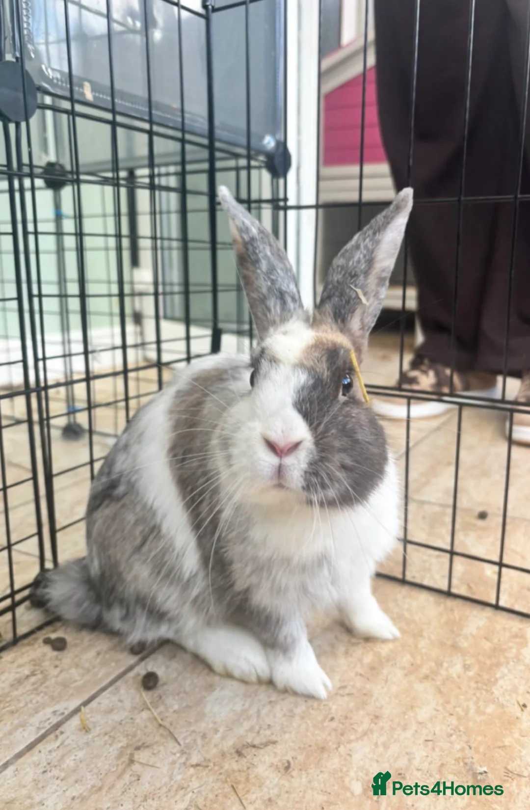 Harlequin rabbits for sale: Harliquin female rabbit for sale  - Advert 2