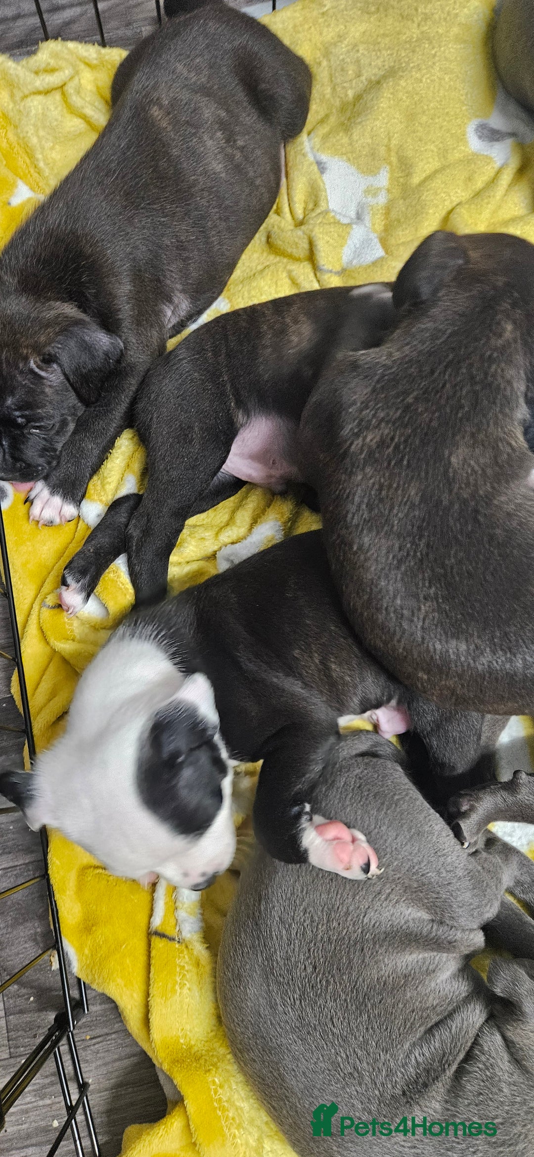 Mixed Breed dogs for sale: Mix Staffy puppies  - Image 3