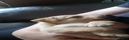 Labrador Retriever dogs for sale: Beautiful Labrador Puppies - Advert 8