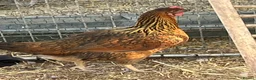 Chickens poultry for sale: Pullets and cockerel and drakes  - Advert 8