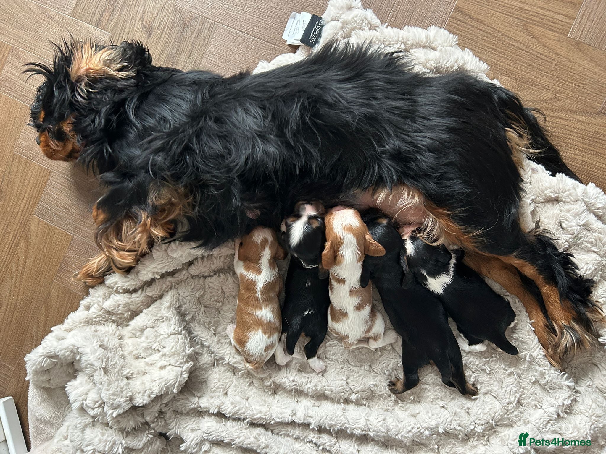 Cavalier King Charles Spaniel dogs Beautiful KC Registered CKCS Puppies - Advert 6