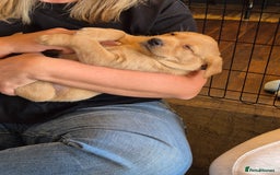 Labrador Retriever dogs for sale: Beautiful Lab Pups Looking for Loving Homes  - Image 1
