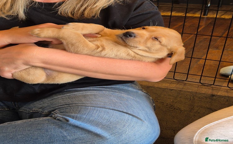 Labrador Retriever dogs - Advert 2