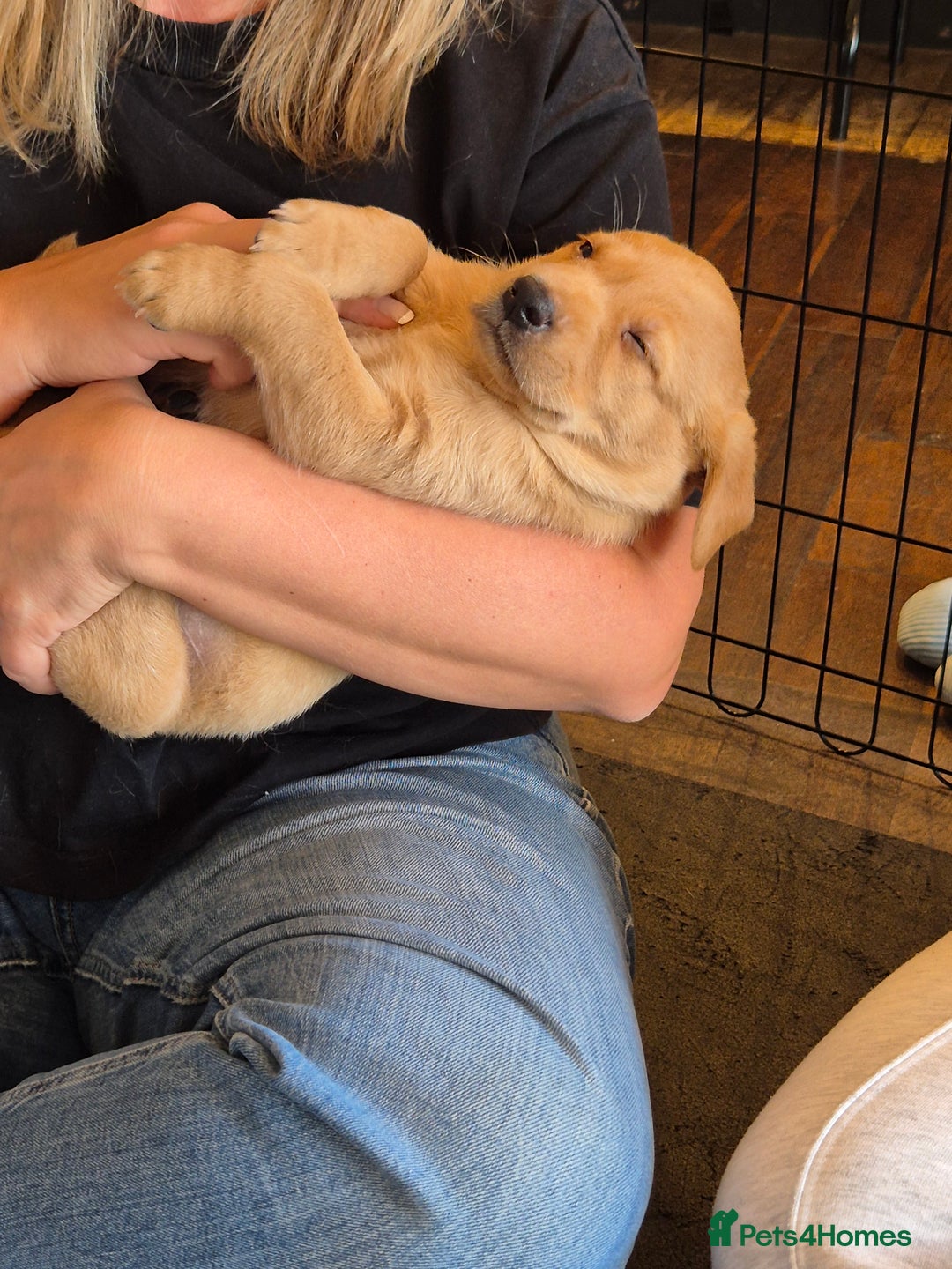 Labrador Retriever dogs for sale: Beautiful Lab Pups Looking for Loving Homes  - Image 1
