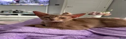 Abyssinian cats for sale: TICA TRIPPLE GRAND CHAMPION ABYSSINIAN GIRL - Advert 10