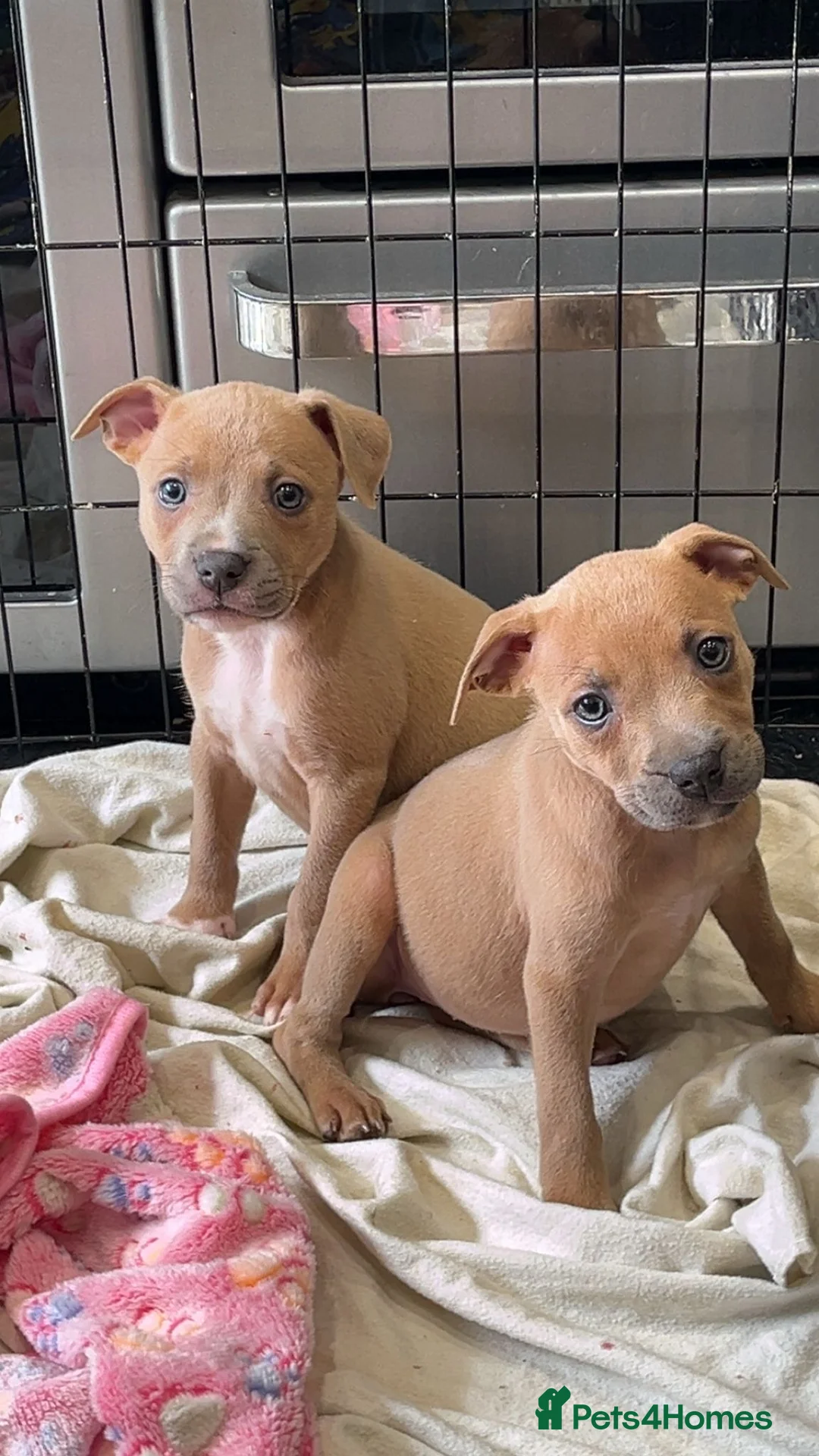 Staffordshire Bull Terrier dogs for stud: Amazing Staffordshire Bull Terrier for Stud   - Advert 24