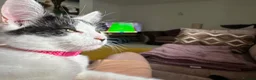 Maine Coon cats for sale: Maine Coon Cross Kittens in Bourne - Advert 3