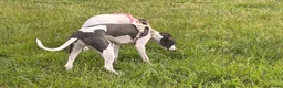 Whippet dogs for sale: Whippet boy  - Advert 3