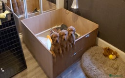Labrador Retriever dogs for sale: KC reg fox red labrador  - Advert 3
