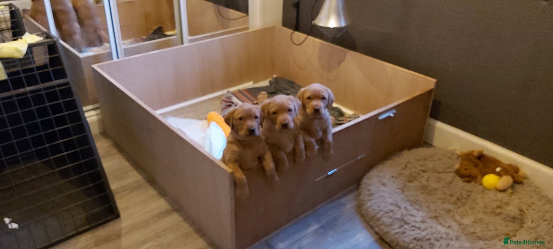 Labrador Retriever dogs for sale: KC reg fox red labrador  - Advert 3
